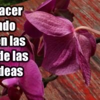 ¿Por qué se caen las flores de la orquídea? Consejos útiles para su cuidado y mantenimiento