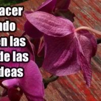 por-que-se-caen-las-flores-de-tu-orquidea-y-como-solucionarlo