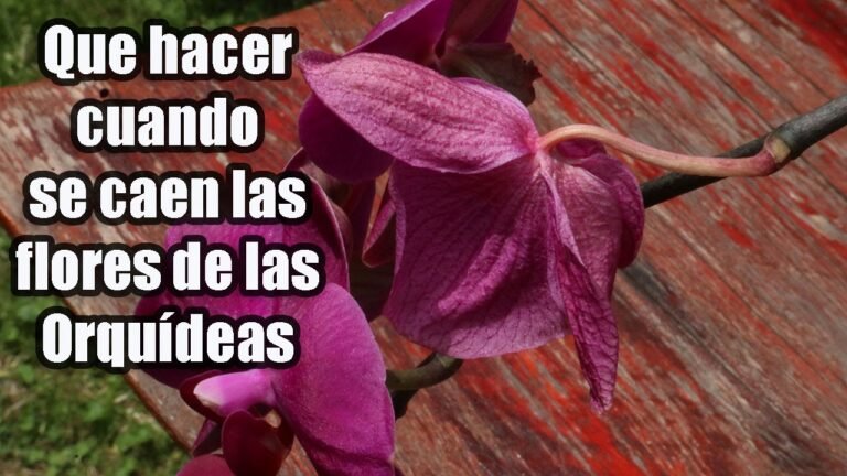 ¿Por qué se caen las flores de tu orquídea y cómo solucionarlo?