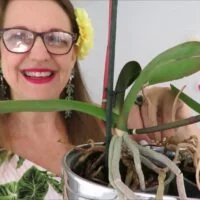 por-que-se-seca-la-vara-de-la-orquidea-y-como-solucionarlo