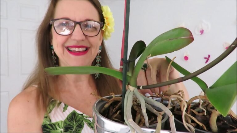 ¿Por qué se seca la vara de la orquídea y cómo solucionarlo?