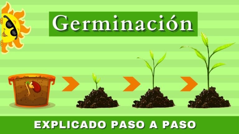 Cómo germinar semillas en un día: Guía rápida para jardineros