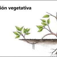 propagacion-vegetativa