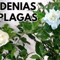 protege-tus-gardenias-conoce-las-plagas-que-las-atacan-y-como-combatirlas