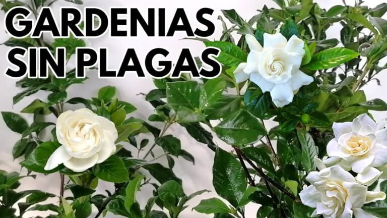 Protege tus gardenias: conoce las plagas que las atacan y cómo combatirlas