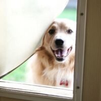 puerta-para-perro-instalada-en-puerta-convencional