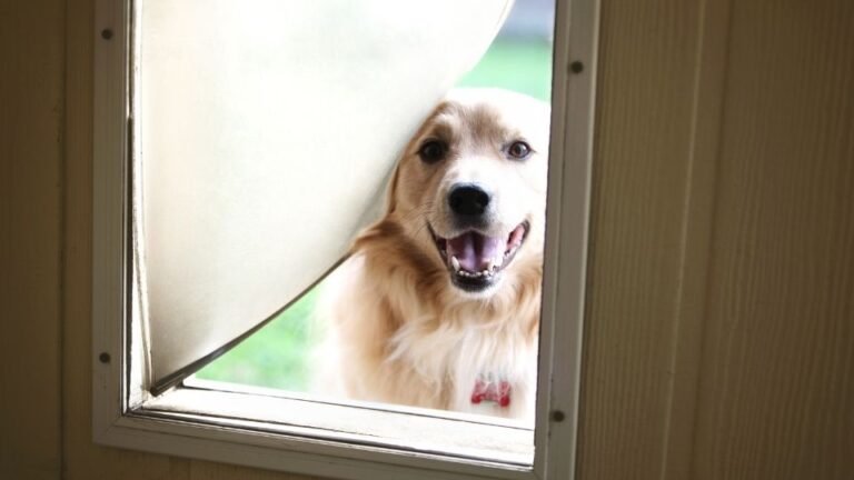 Cómo instalar una puerta para perro en una puerta convencional