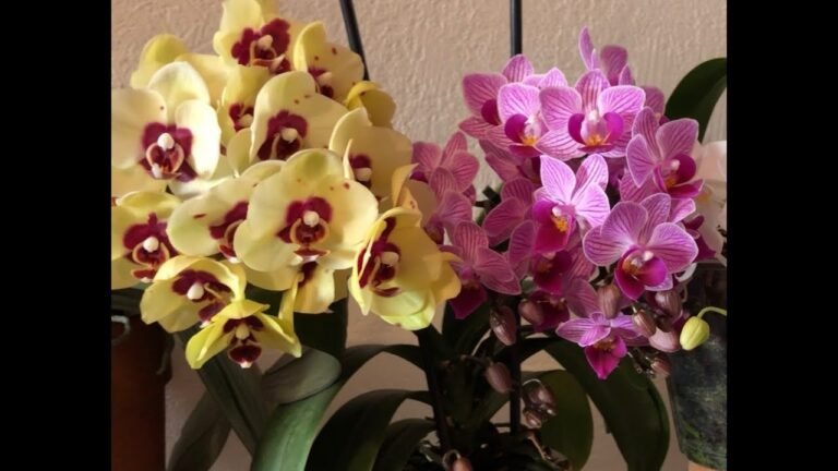 ¿Qué hacer cuando tu orquídea deja de florecer? Consejos prácticos para mantenerla saludable y lista para la próxima floración