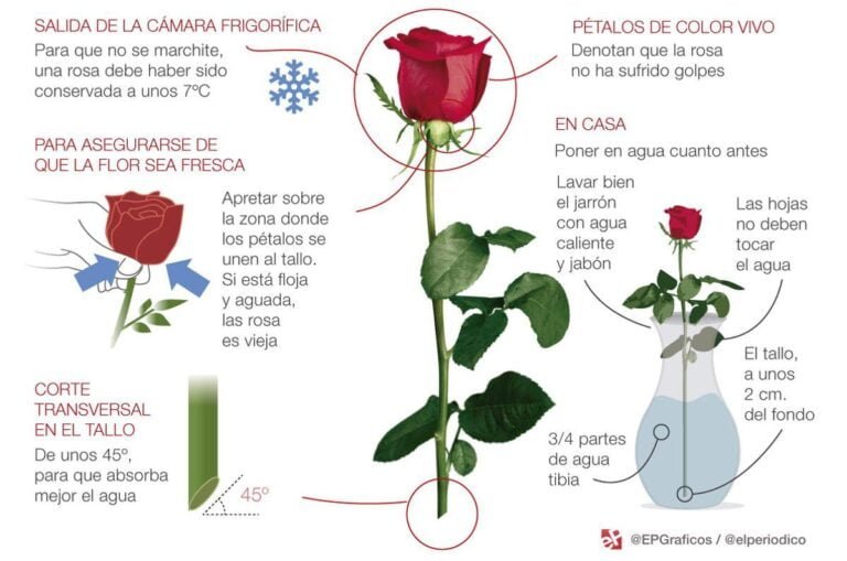 ¿Qué hacer si te regalan rosas? Consejos útiles para cuidar y mantener tus nuevas flores.