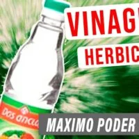 que-pasa-si-le-pongo-vinagre-al-pasto