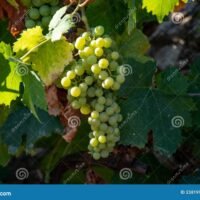 racimos-de-uvas-vino-blanco-madurando-en-vinedos-cerca-terracina-lazio-italy-trebbiano-con-luz-solar-238199084
