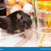 rata-gatea-en-la-cocina-platos-y-buscando-comida-el-concepto-de-roedores-casa-209148350
