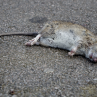 ratas-muertas-por-veneno-seco-en-casa