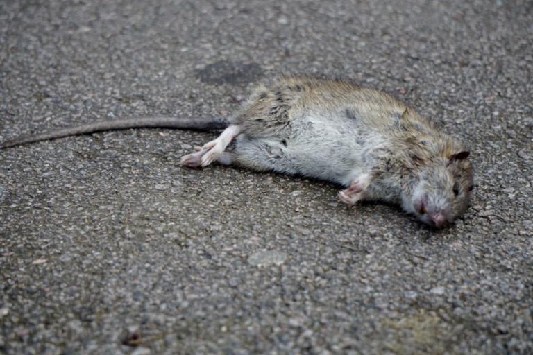 Cómo funciona el veneno para ratas que las seca