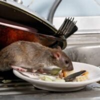 raton-buscando-el-bicarbonato-en-la-cocina