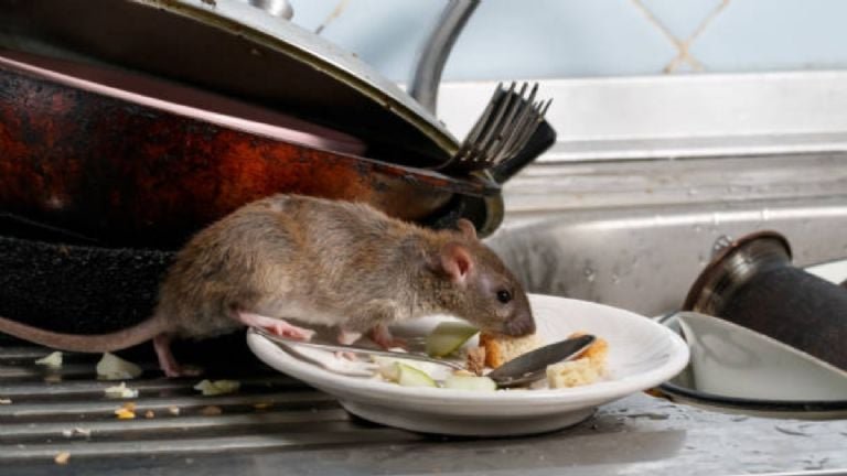 Cómo eliminar ratones con bicarbonato de sodio de manera efectiva