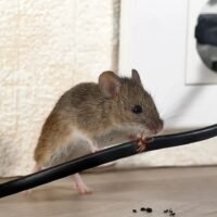 ratones-casa