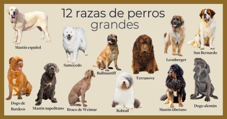 Cuántas razas de perros hay en el mundo