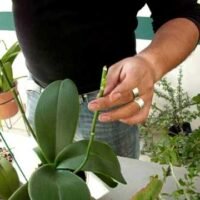 Reciclando las varas florales: aprende cómo hacer crecer nuevas orquídeas en tu jardín