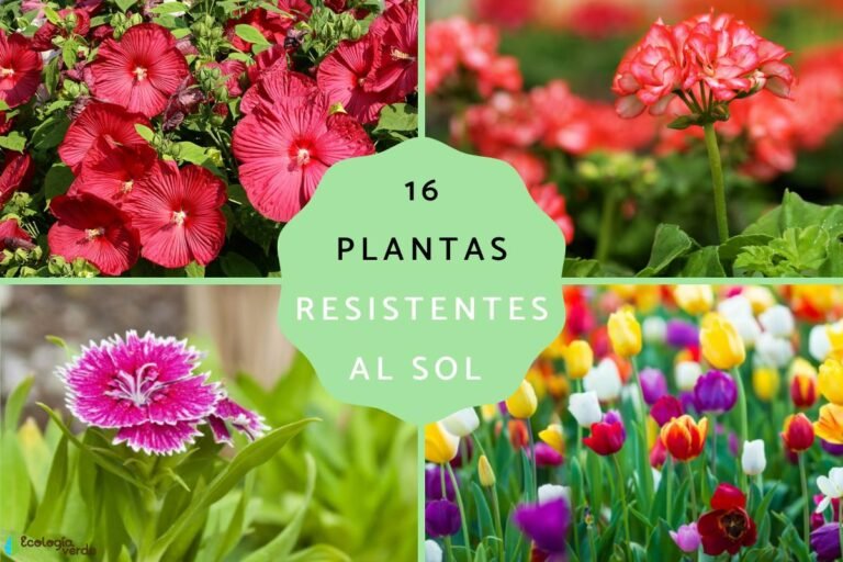 Qué plantas aguantan mucho sol: Guía completa para un jardín soleado