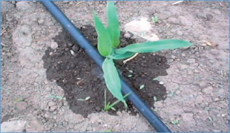 Cuántos litros de agua se necesita para regar una hectárea de maíz