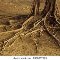 roots-spreading-large-tree-park-260nw-2330059293