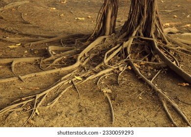 Cuál es el árbol con las raíces más largas