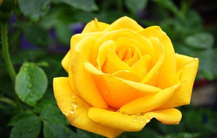 Qué significado tiene la rosa amarilla en el amor