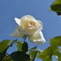 Qué semejanzas hay entre las palabras del poema Cultivo una rosa blanca rosa-blanca