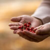 Hands with dogrose berries
