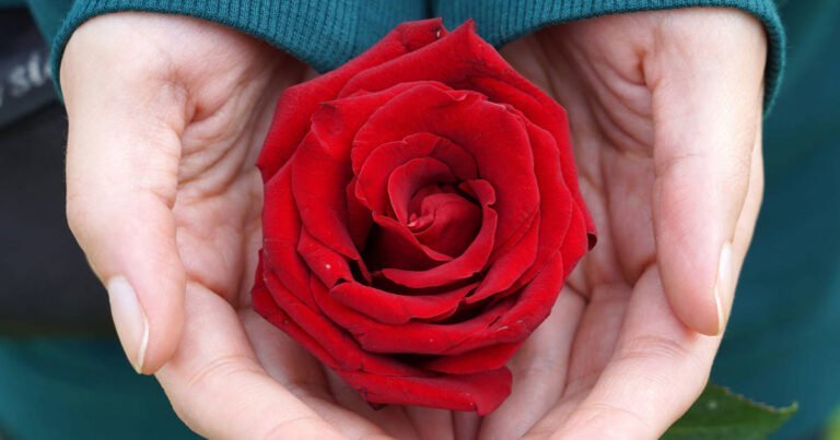 Qué significan las rosas en San Valentín