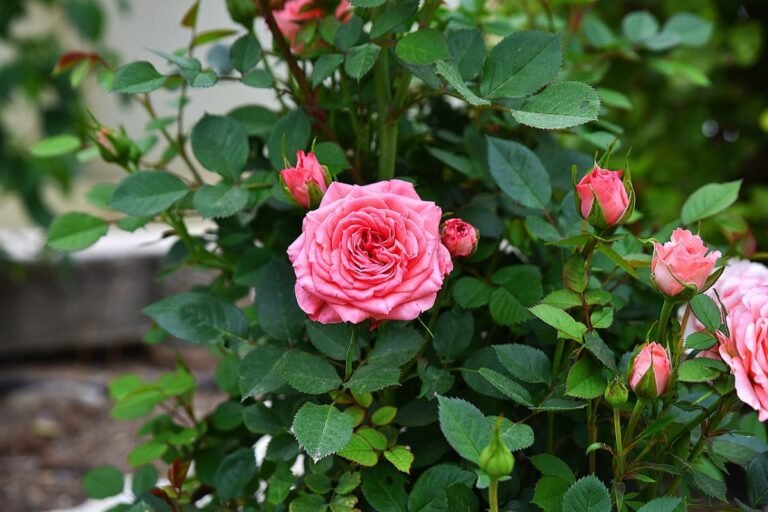 Dónde colocar rosal mini: Guía práctica para jardineros