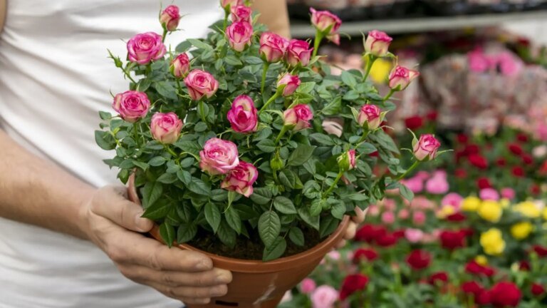 Cuándo regar las mini rosas: Guía completa para su cuidado