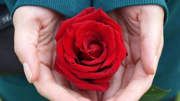 Qué significa dar 6 rosas rojas: Descubre el lenguaje de las flores