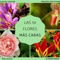 rosas-vs-claveles-cual-es-la-flor-mas-costosa-para-cultivar