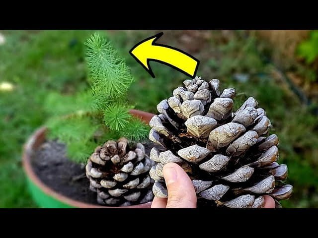 Cómo se cultiva pino piñonero a partir de semillas
