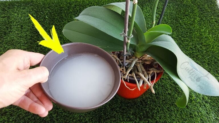 Secretos de la naturaleza: Cómo abonar de manera efectiva tu gardenia sin productos químicos