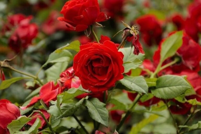 Secretos para mantener una rosa hermosa y viva para siempre: consejos de jardinería imprescindibles