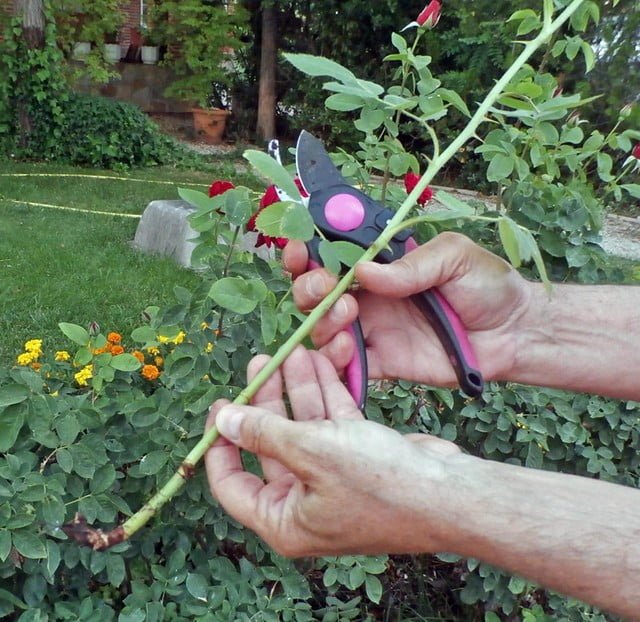 Secretos para una poda de rosas efectiva: ¡Más flores para tu jardín!