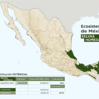 selva-tropical-en-mexico