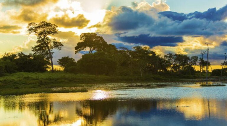 Qué significa Mitú: Descubriendo la flora exótica de la Amazonía