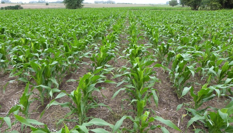 Cómo se siembra maíz manual: Guía paso a paso para tu jardín