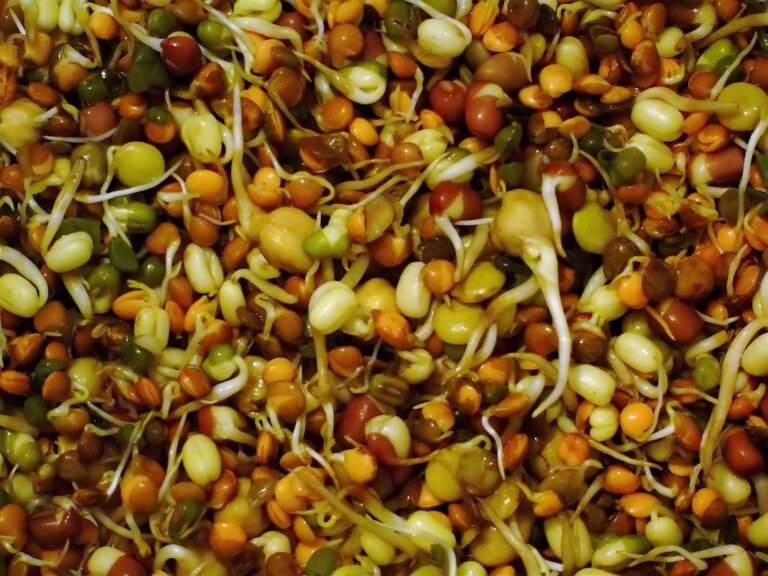 Qué semillas se pueden germinar para consumo humano