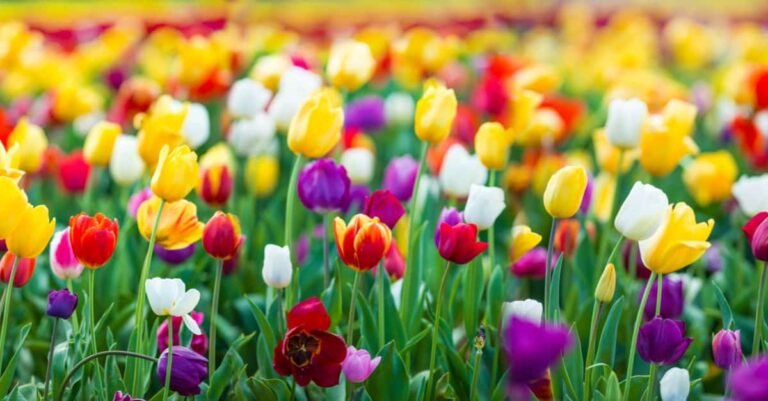 Qué significado tiene cada color del tulipán