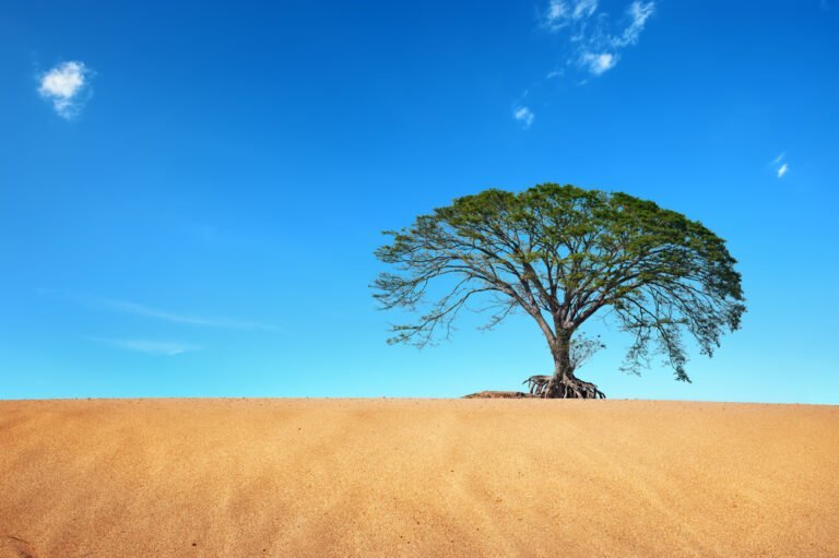 Cuáles son los árboles más resistentes a la sequía