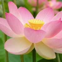 Significado de la Flor de Loto en el Amor: Una guía para los amantes de la Jardinería.