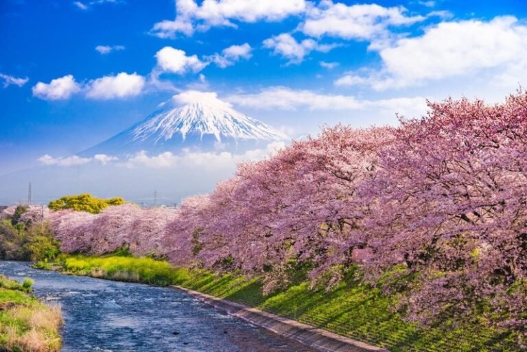 Significado de Sakura: la flor del cerezo en Japón.