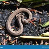 snake-garter-al-sol-thamnophis-una-serpiente-de-ajo-descubierta-bajo-hojas-en-un-jardin-suburbano-nueva-jersey-dia-soleado-199304970