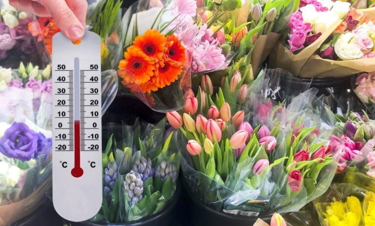 Cómo secar flores en 3 minutos: Guía rápida para preservar tus plantas favoritas