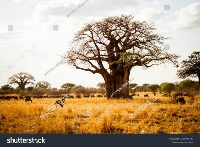 Que eran los baobabs: Gigantes de la naturaleza en tu jardín